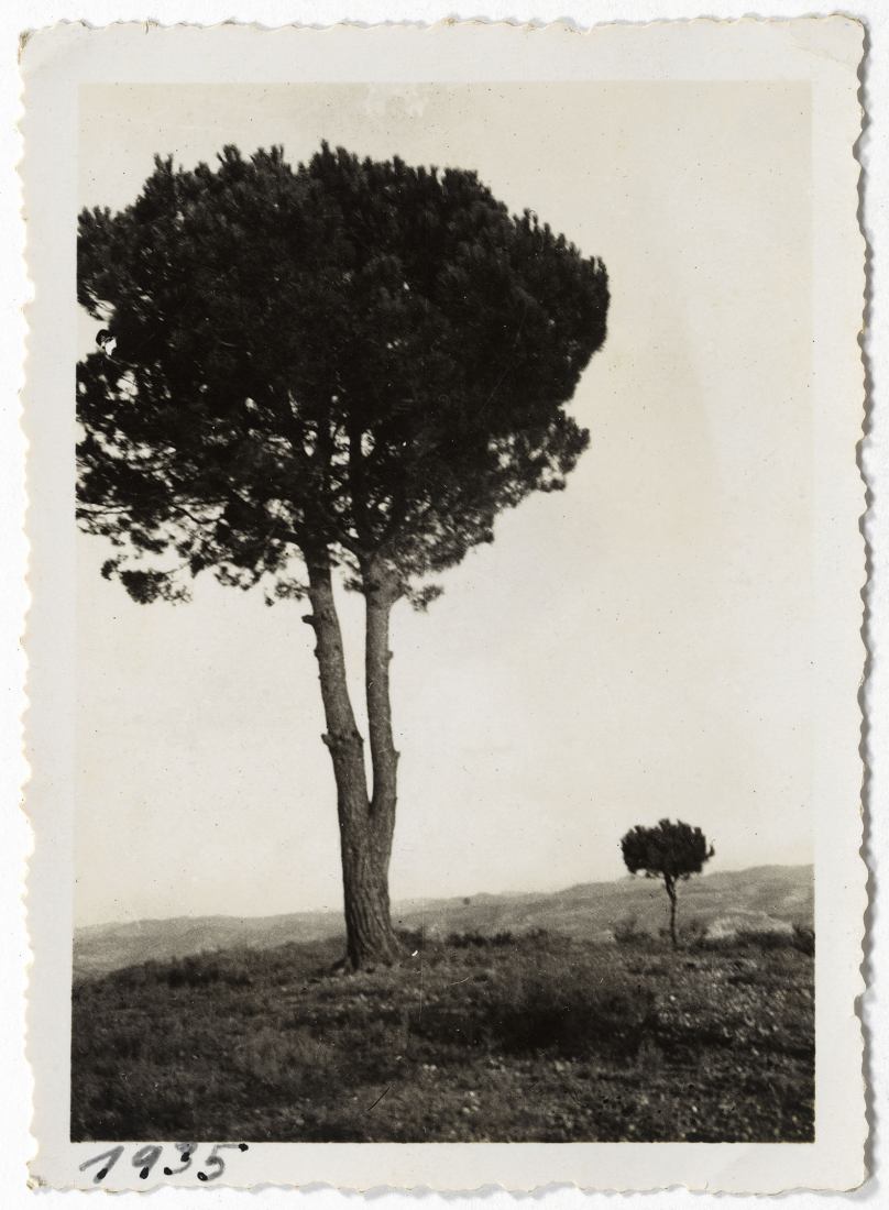 Dos árboles, 1935. Fotografía por Maria Mas Marsell. Plata en gelatina. Copia de época. Fondo Mas Soler. Cortesía de Fundación MAPFRE.