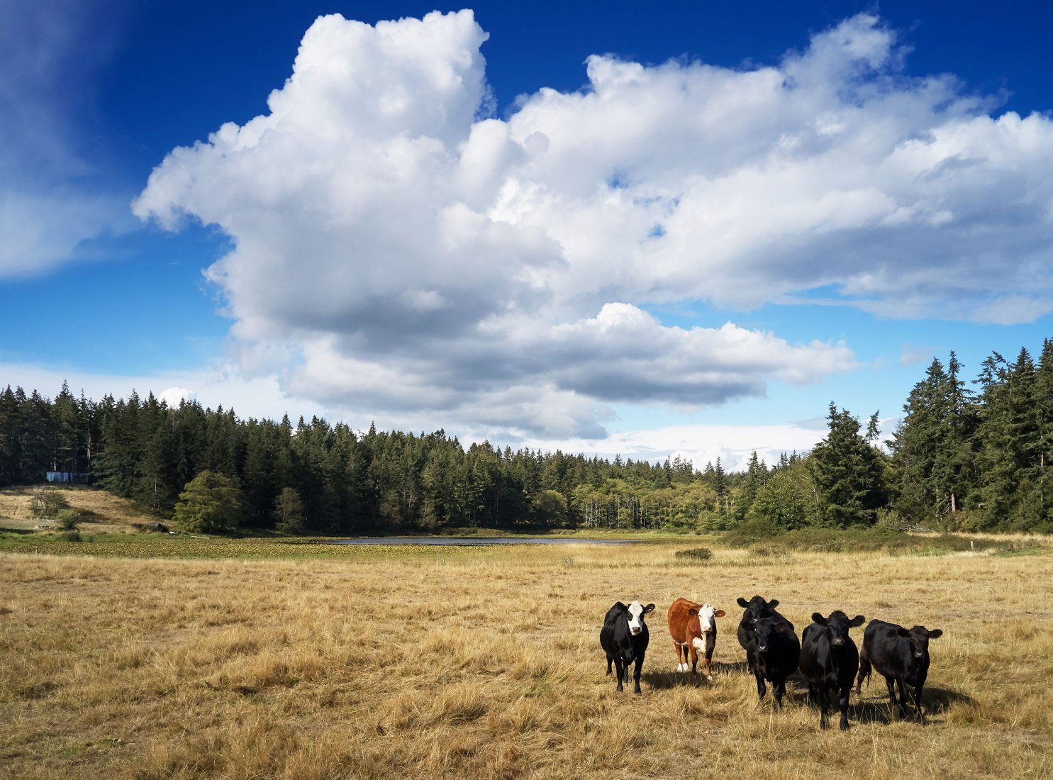 Whidbey farm by mwworks. Photograph by Kevin Scott.