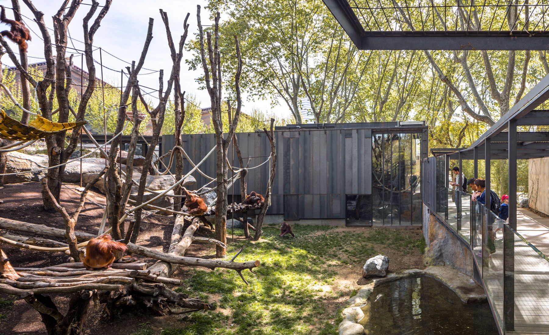 ARCHITECTURE RUNNER UP. Instal·lació dels orangutans al zoo de Barcelona by Joan Forgas Coll. Photograph by Simon Garcia