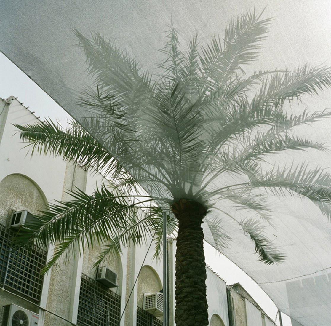 Detail. Palm trees crossing roof structure. Photography © Camille Zakharia.