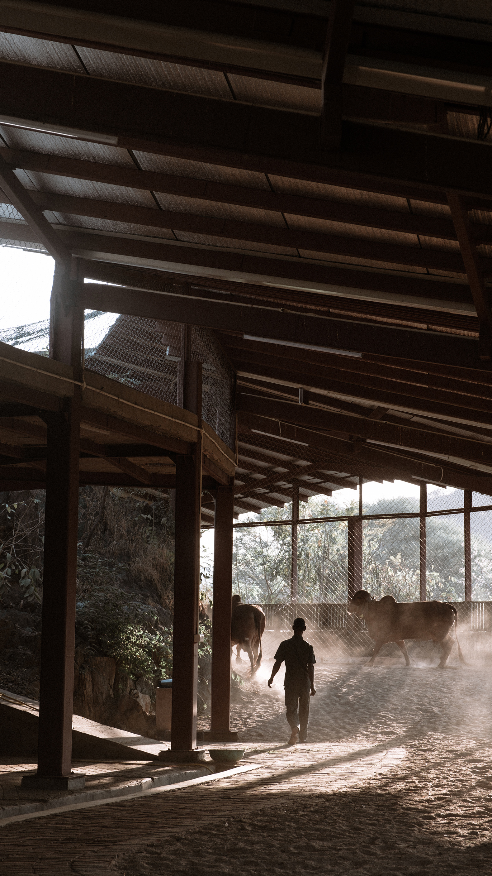 Cowshed by StudioSAAR. Photograph by Ananya Singhal, Studio Saar