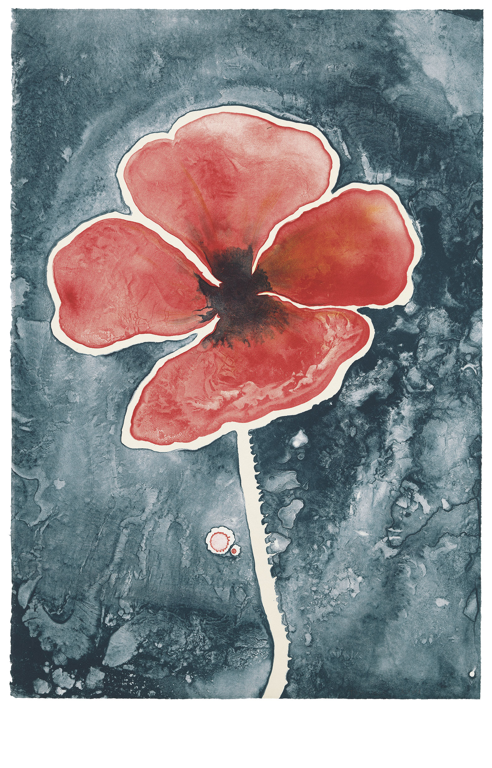 Ruth Asawa. Amapola (TAM.1479) [Poppy (TAM.1479)], 1965; Litografía, 76,4 × 52,2 cm . Impresa y publicada por el Tamarind Lithography Workshop, Los Ángeles . Impresor del taller: Walter Gabrielson. Edición: 20 The Museum of Modern Art, Nueva York. Donación de Kleiner, Bell & Co. Derechos, 2026 Ruth Asawa Lanier, Inc., Cortesía David Zwirner ; fotografía de 2015 MoMA, NY.