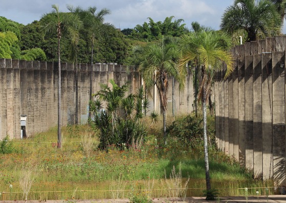 Dryland Garden, Instituto Central de Ciências, Universidade de Brasília, Brazil, 2023, Julio Pastore, Photograph courtesy of the photographer