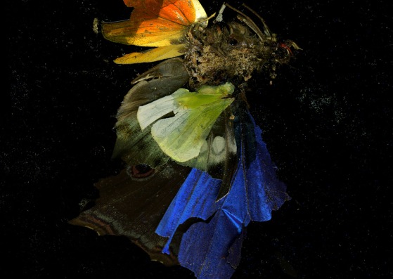 Mat Collishaw, Insecticide 15, 2009. Fotografía Trevor Good. Imagen cortesía del artista y de BlainSouthern.