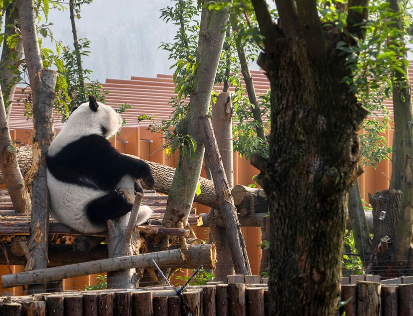 Four Panda Pavilions by Atelier Ping Jiang | EID Arch. Photograph by Kuratnik Nikolai