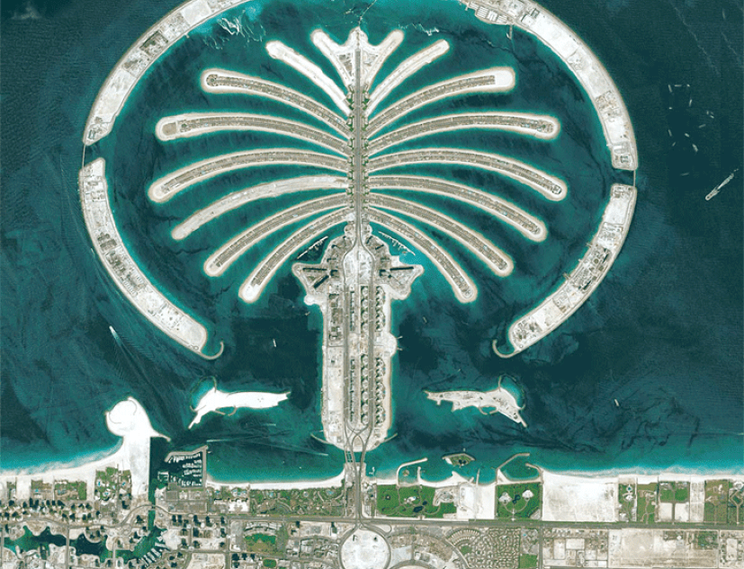 Palm in Transition - Collage