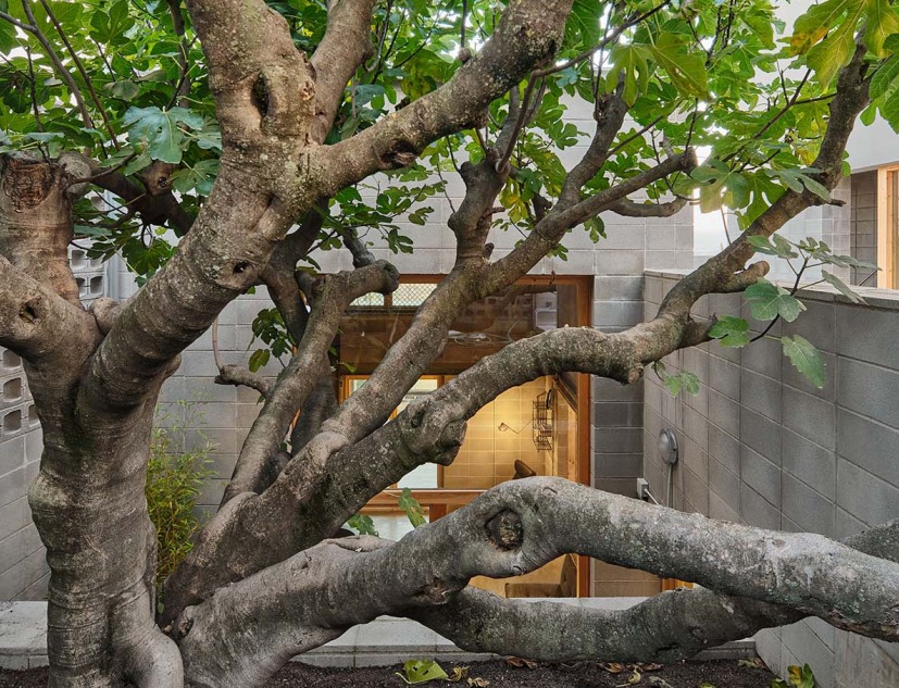 Fig Tree House by Comas-Pont arquitectes. Photograph by Adrià Goula