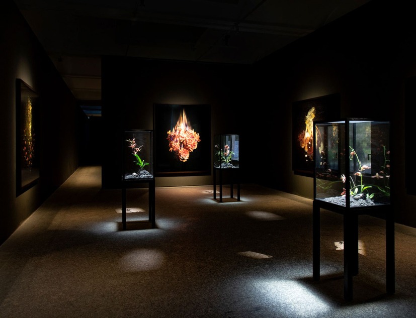 Vista de la instalación. Dialogues por Mat Collishaw, 2019. Imagen cortesía de Fundació Sorigué