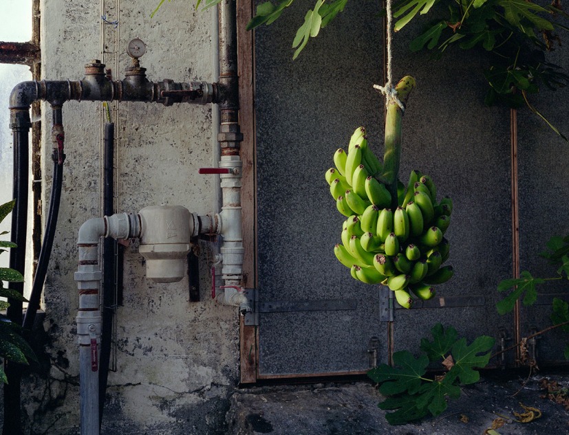 Juan Baraja, Banana Experiment, 2014. "Against all that glitters: Effects of time" Museo ICO, PHotoEspaña 22. Photograph by © Juan Baraja