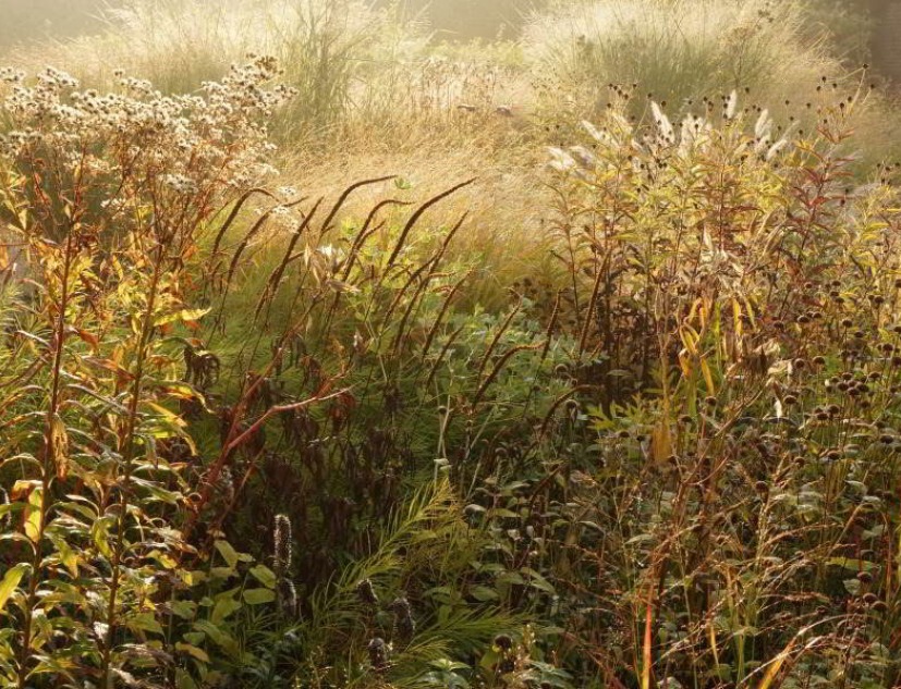 Gardens. Five seasons: the Gardens of Piet Oudolf, a documentary by Thomas Piper. Photograph by Thomas Piper