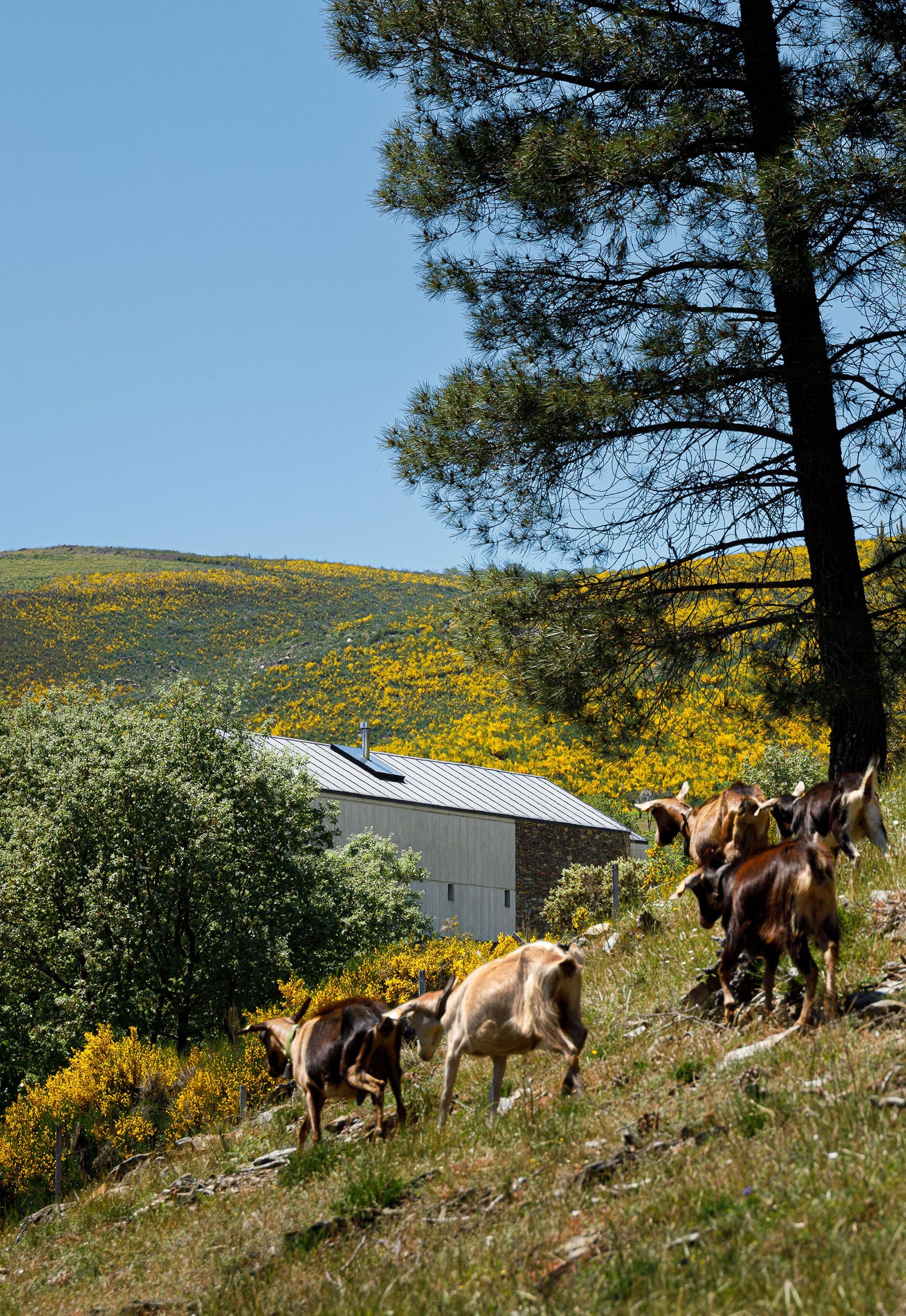 «TerraSense Mountain Charm Retreat» por Atelier DRK. Fotografía por Ivo Tavares Studio.   