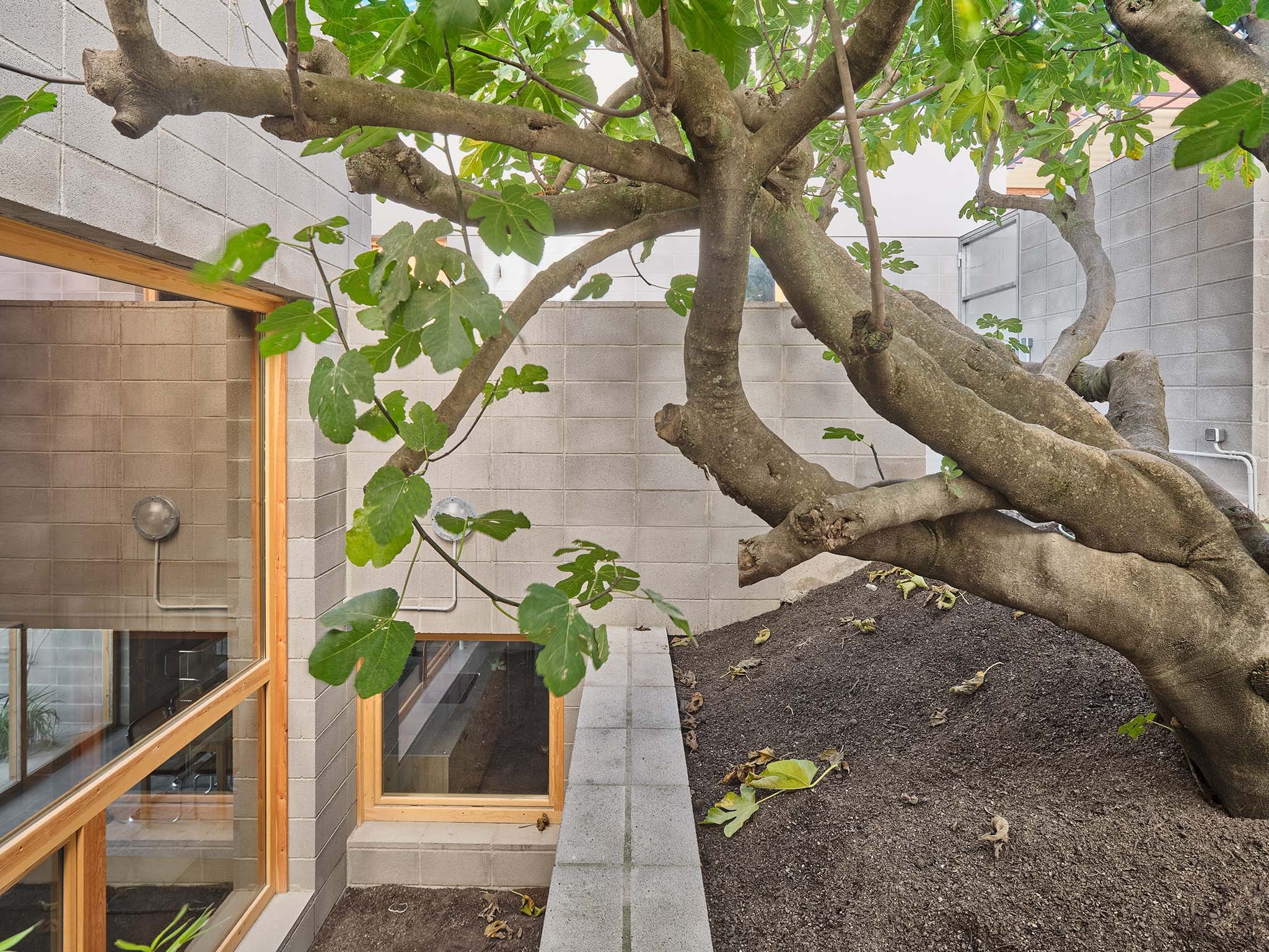 Casa de la Higuera por Comas-Pont arquitectes. Fotografía por Adrià Goula.