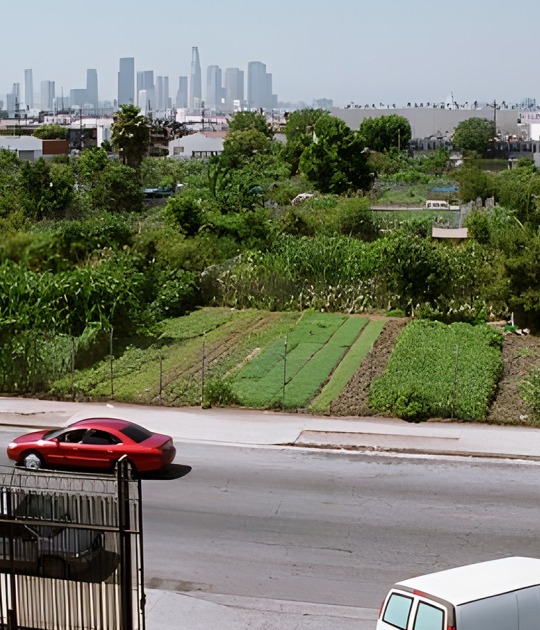 THE GARDEN