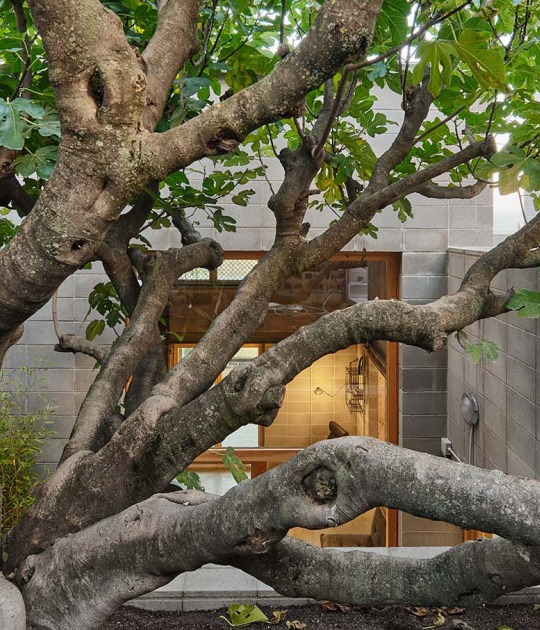 Casa de la Higuera por Comas-Pont arquitectes. Fotografía por Adrià Goula