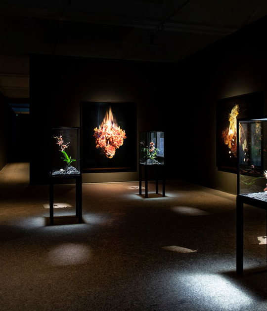 Installation view. Dialogues by Mat Collishaw, 2019. Image courtesy of Fundació Sorigué