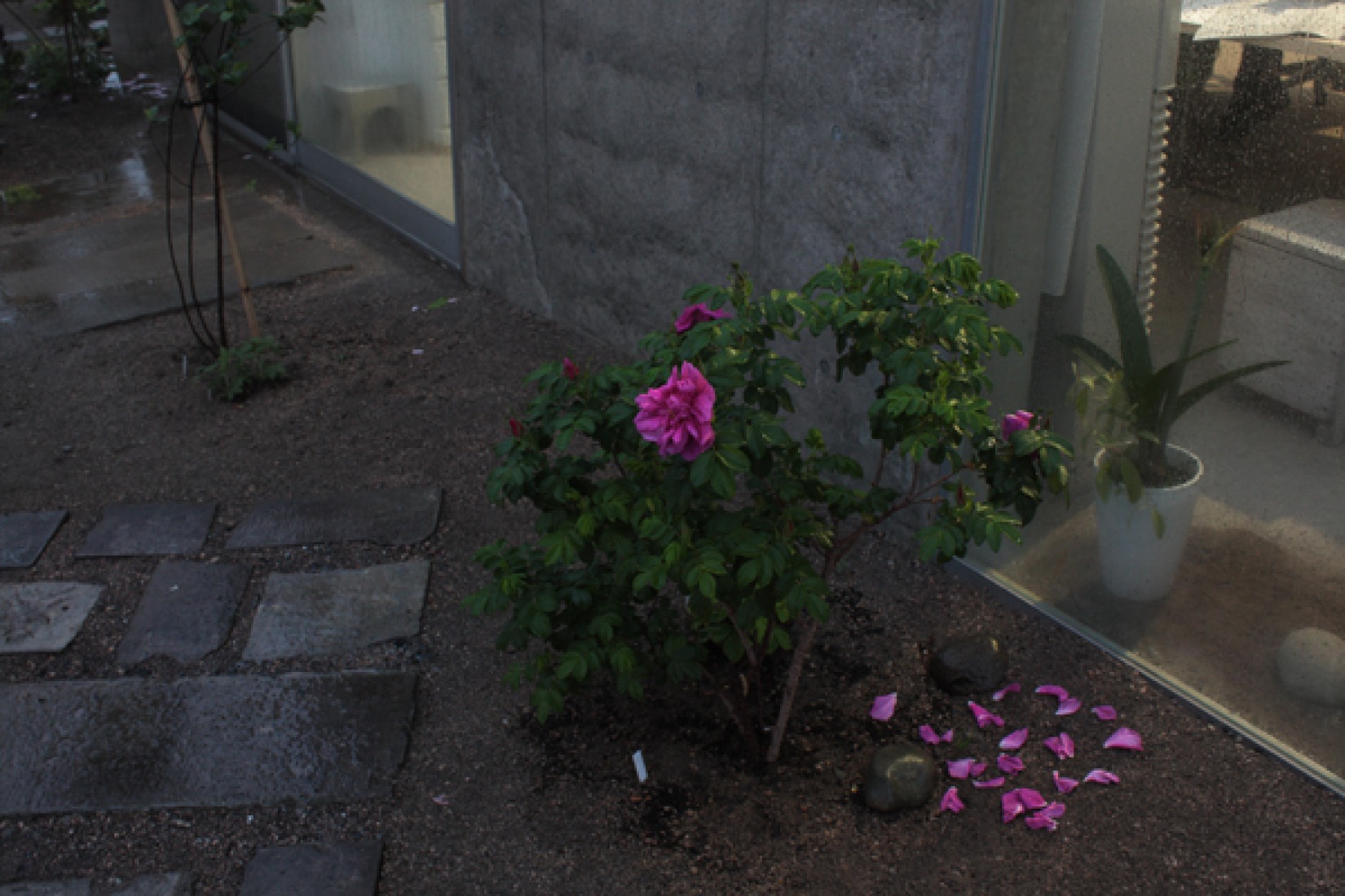 La casa sin tejado por Takasi Fujino / Ikimono Architects. Fotografía por Takashi Fujino, de Ikimono Architects.