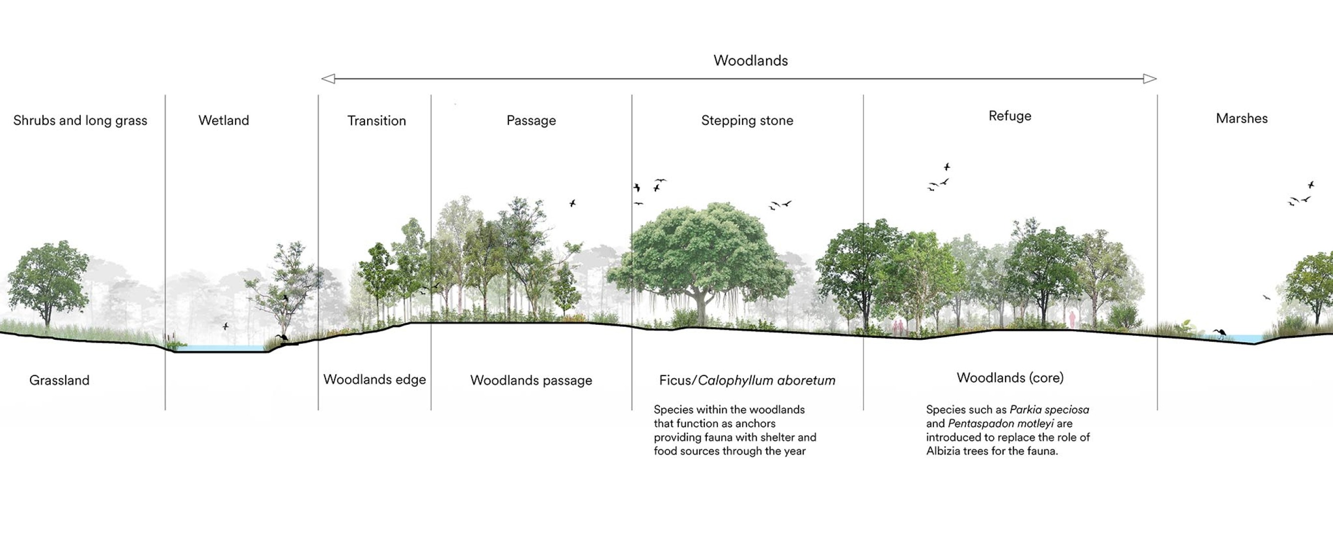 Sección. Parque Bidadari por Henning Larsen.