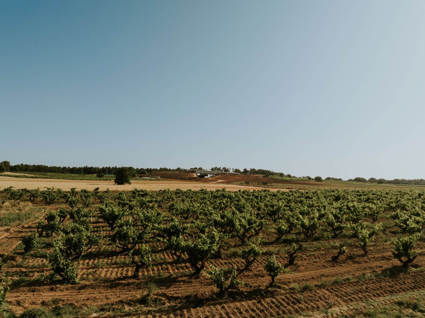 Bodegas La Horra by Carme Pinós. Photograph by La Cueva Estudio.