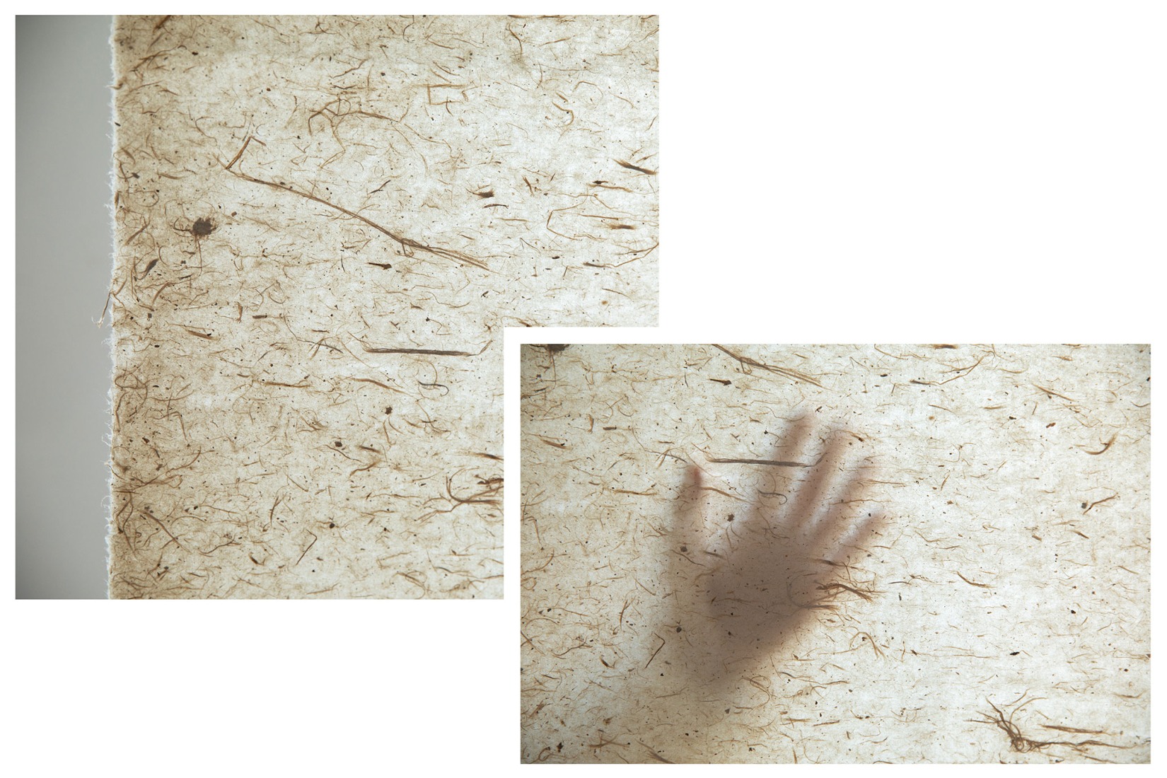 Garden for the eyes by c+d studio. Photography by Xian Song.