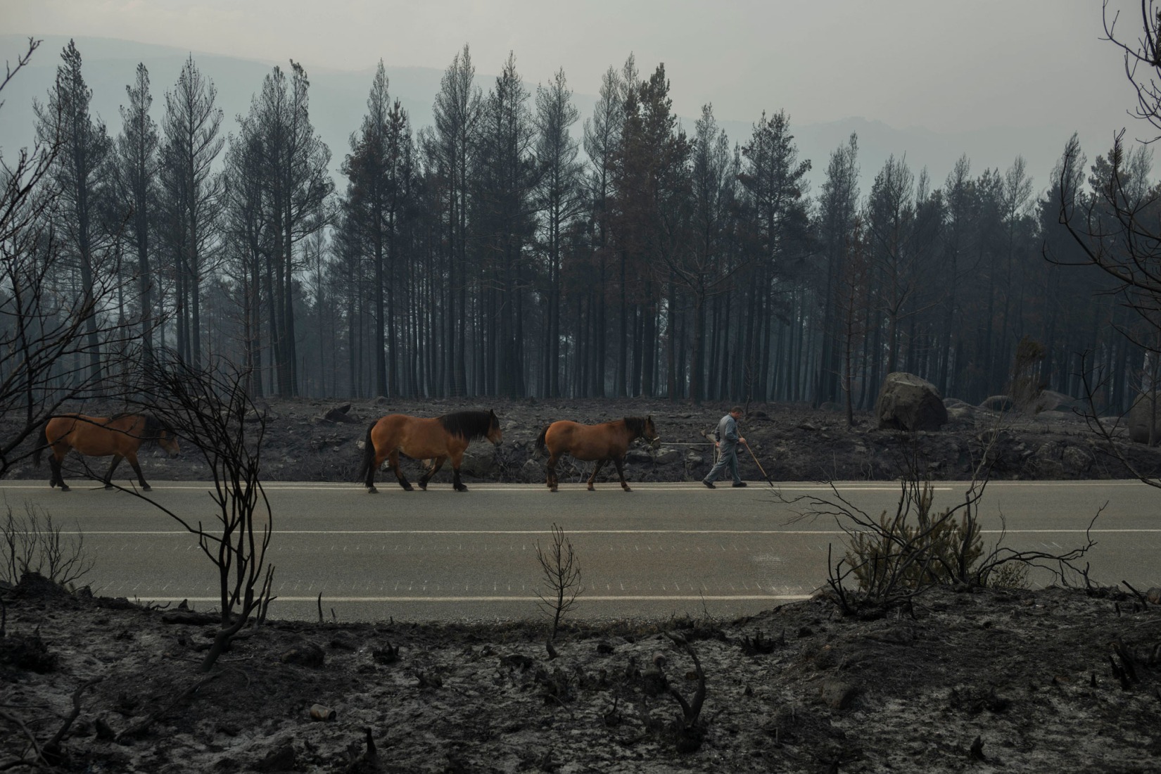 Incendios 2025. Fotografía por Bais Lorenzo. «350.000 Ha» Guest Lounge in ARCO Madrid 2026 by Manuel Bouzas + salazarsequeromedina 