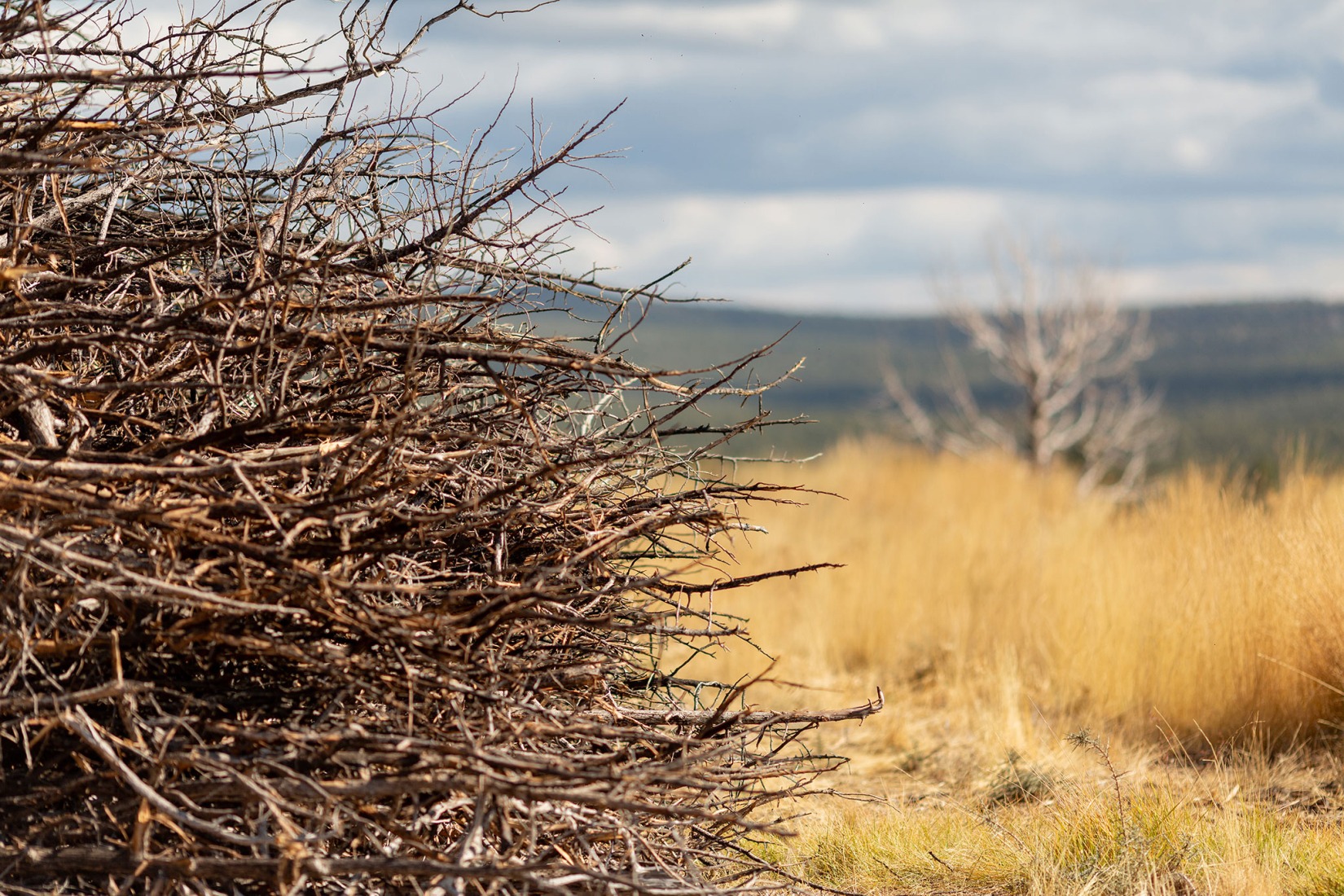 Socarrado por Nomad Studio. Fotografía por Almudena Cadalso.