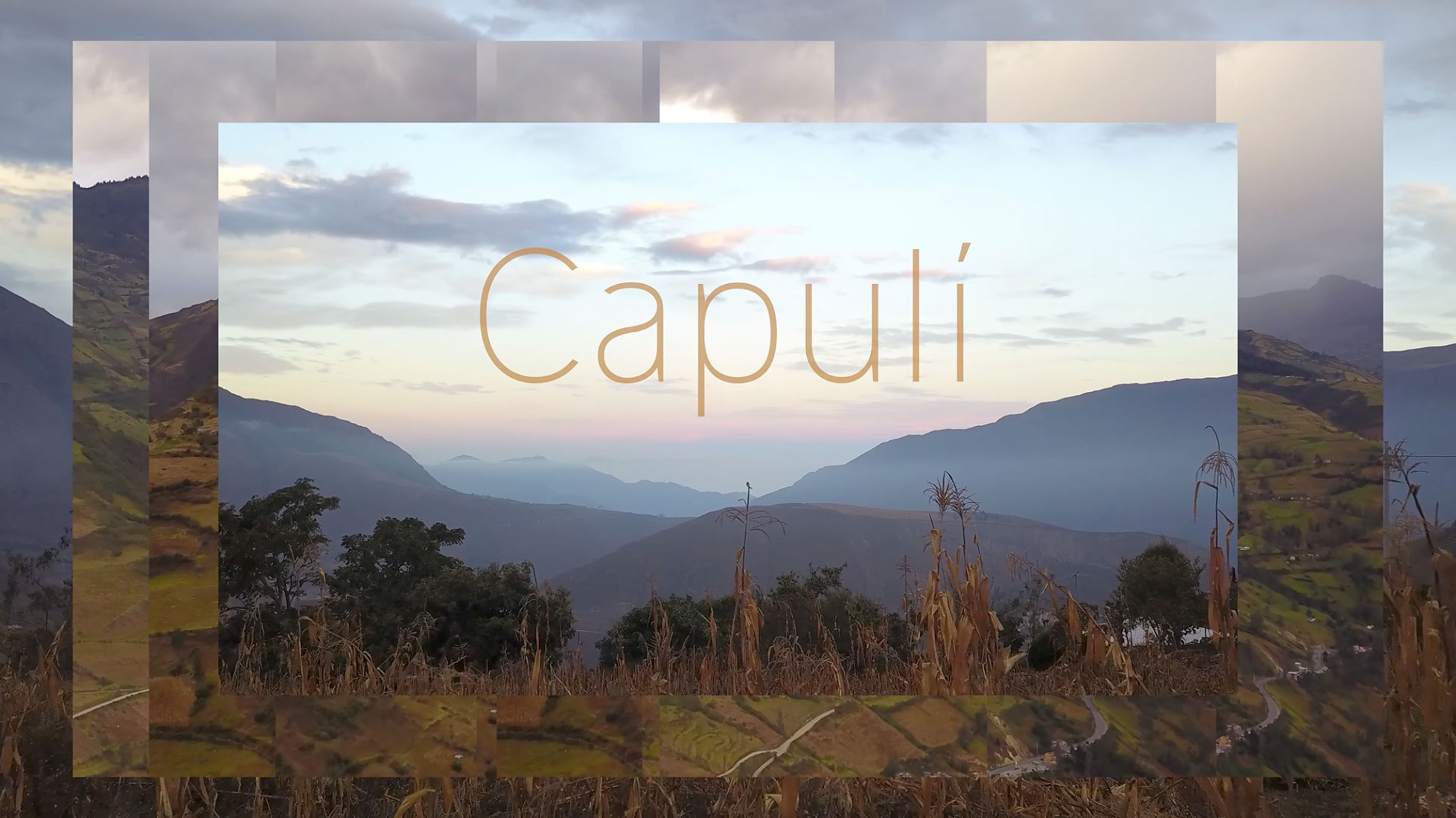 Capulí por Luz Pinos.