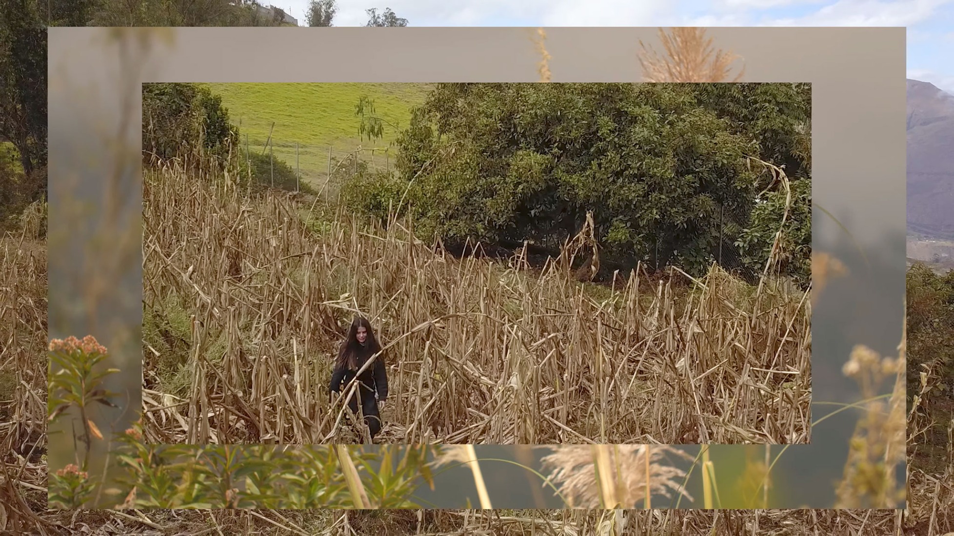Capulí por Luz Pinos.