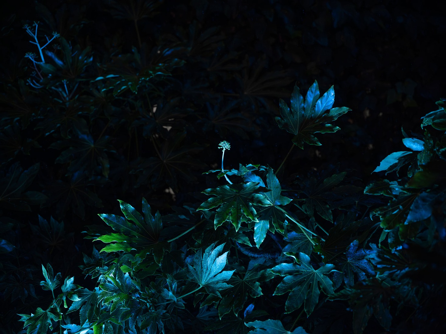 "Flora Alpina" by BUREAU. Photograph by Dylan Perrenoud.