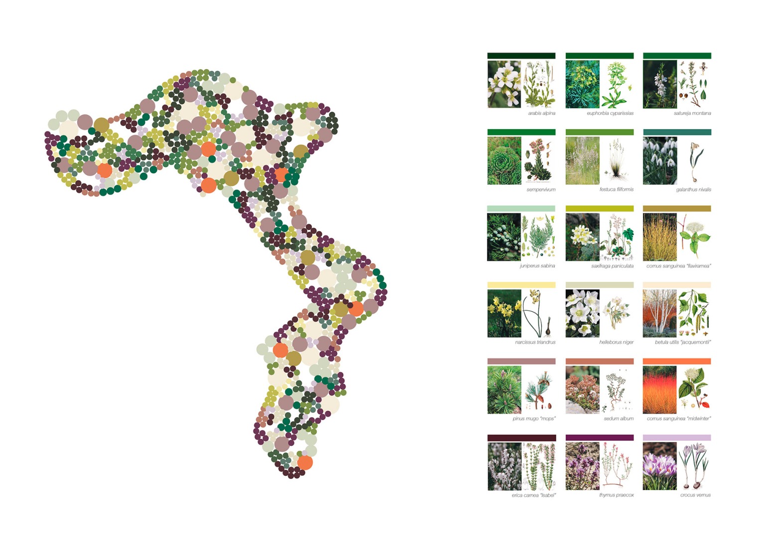 Plant diagram. "Flora Alpina" by BUREAU.