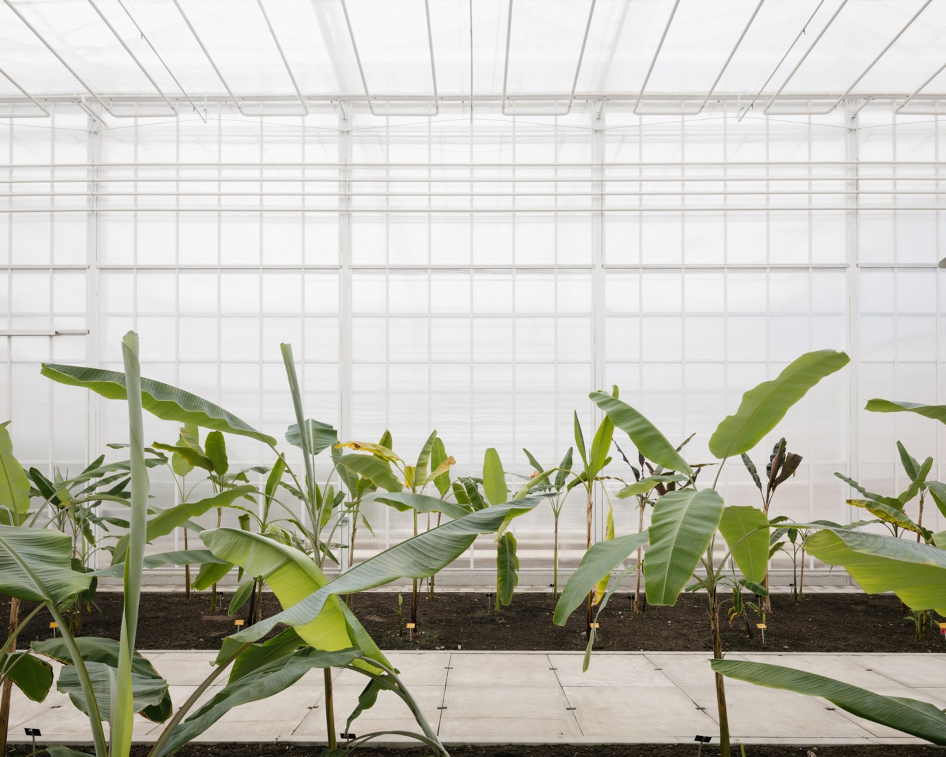 "Green Ark" by NU architectuuratelier + archipelago architects. Photograph by Stijn Bollaert.