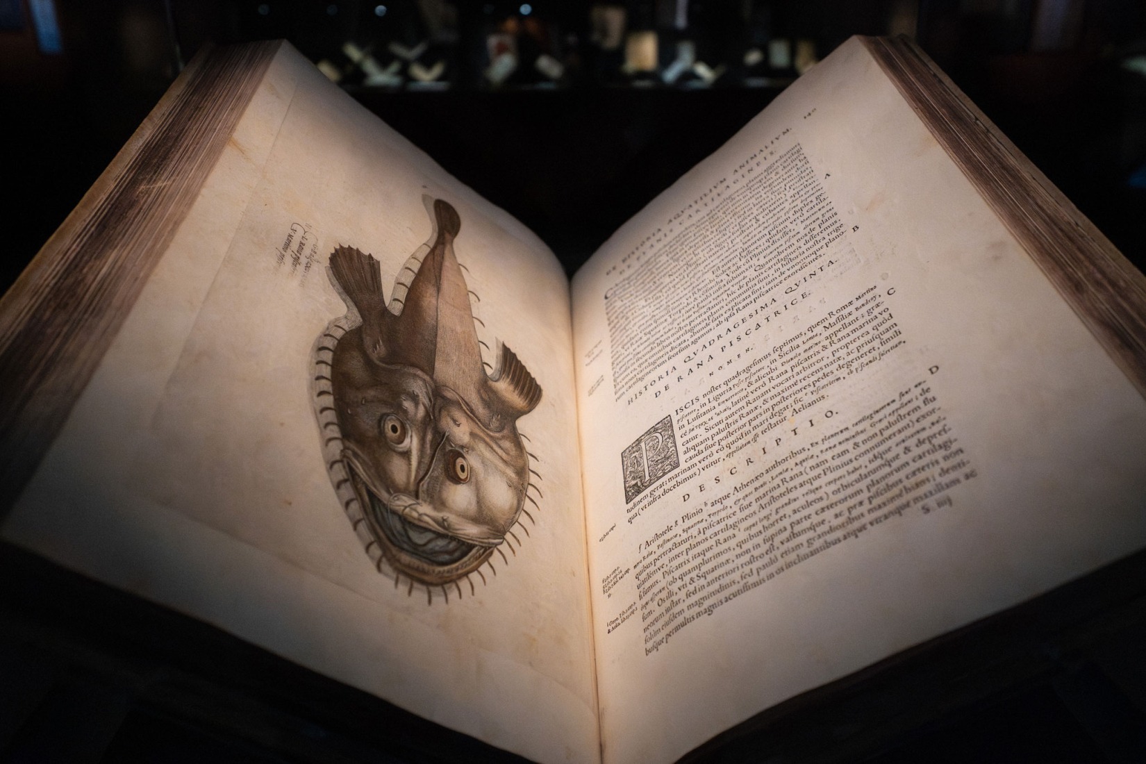 Historia de los animales acuáticos por Ippolito Salviani. AQVA. Catastrofe e Meraviglia. Fotografía por Olivia Rainaldi.