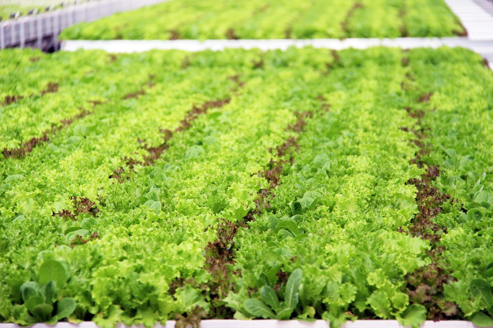 REWE Green Farming Berlin by ACME. Photograph by REWE.   