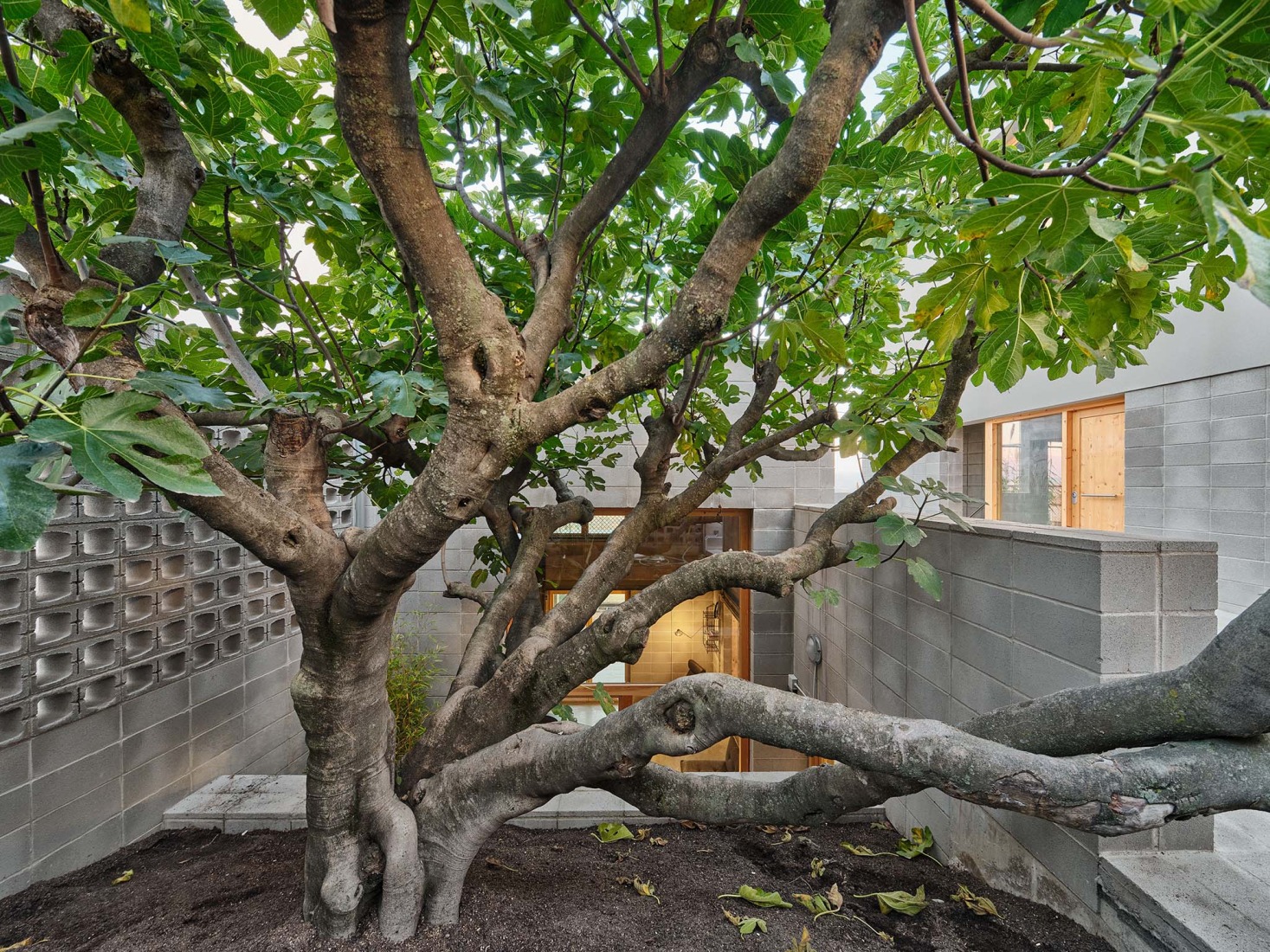 Casa de la Higuera por Comas-Pont arquitectes. Fotografía por Adrià Goula.