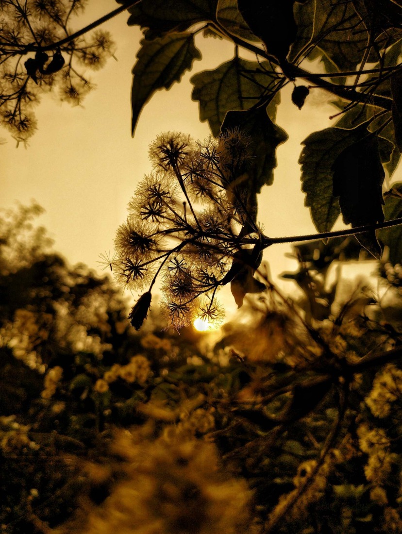 Botanical Silence by Oviul Maruf. Photograph by Oviul Maruf.