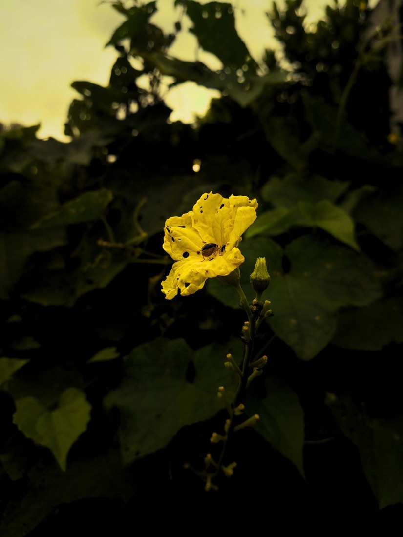 Botanical Silence by Oviul Maruf. Photograph by Oviul Maruf.