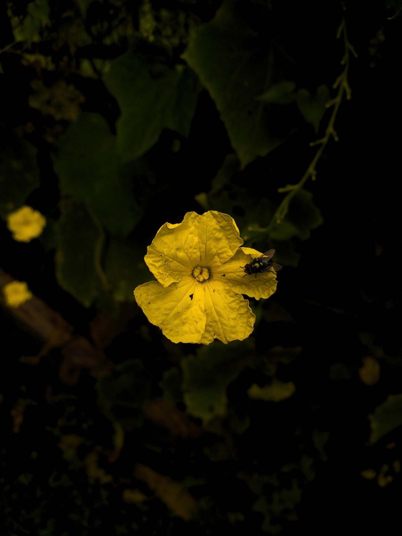 Botanical Silence by Oviul Maruf. Photograph by Oviul Maruf.