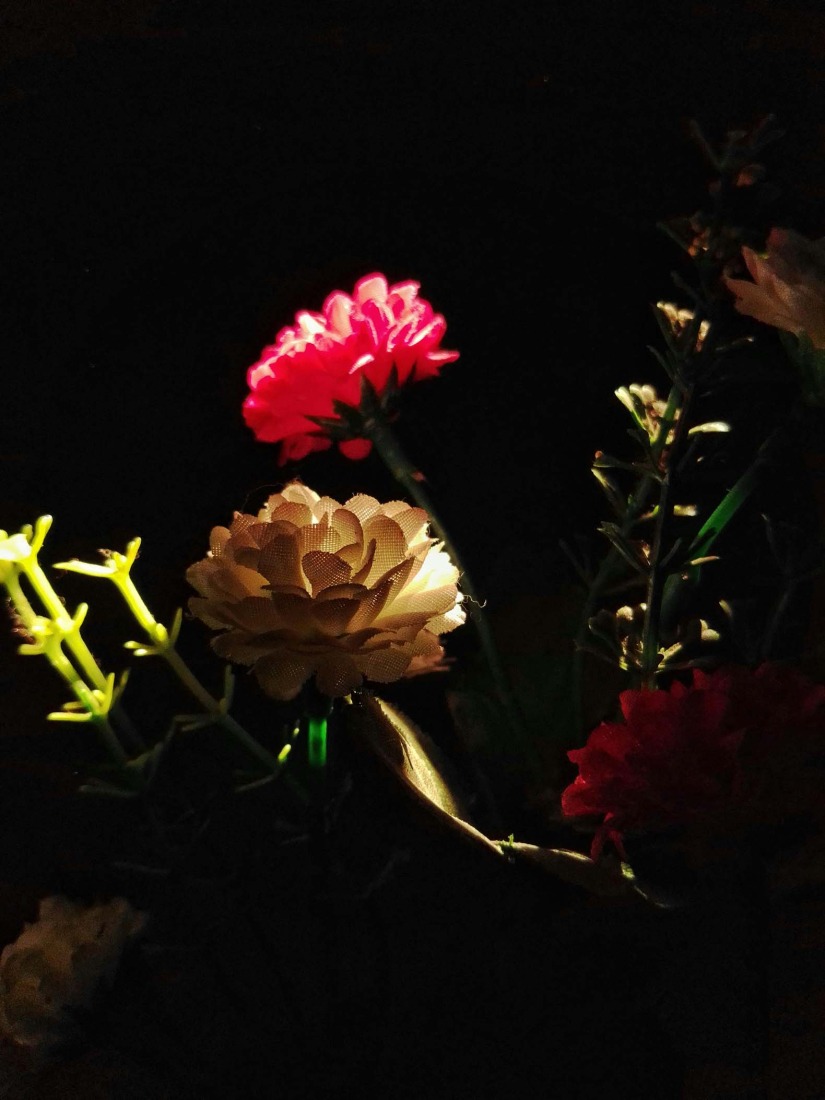 Botanical Silence by Oviul Maruf. Photograph by Oviul Maruf.