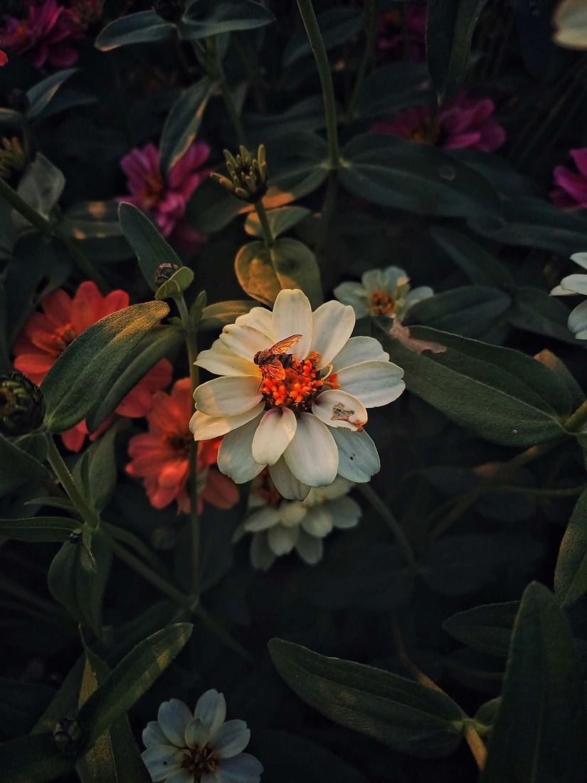 Botanical Silence by Oviul Maruf. Photograph by Oviul Maruf.