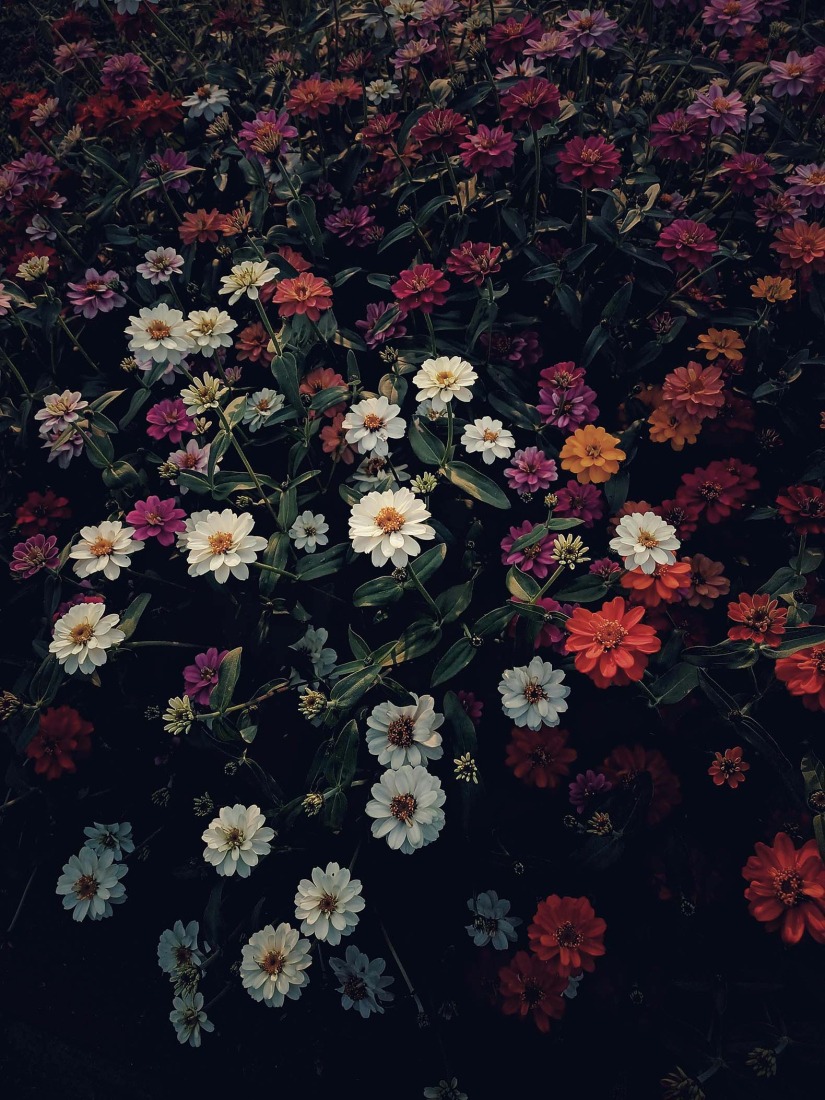 Botanical Silence by Oviul Maruf. Photograph by Oviul Maruf.