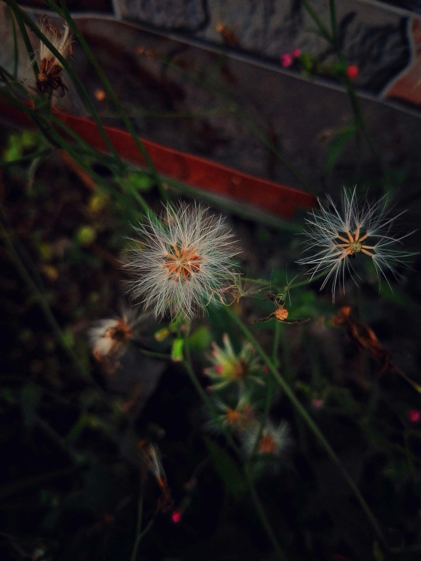 Botanical Silence by Oviul Maruf. Photograph by Oviul Maruf.