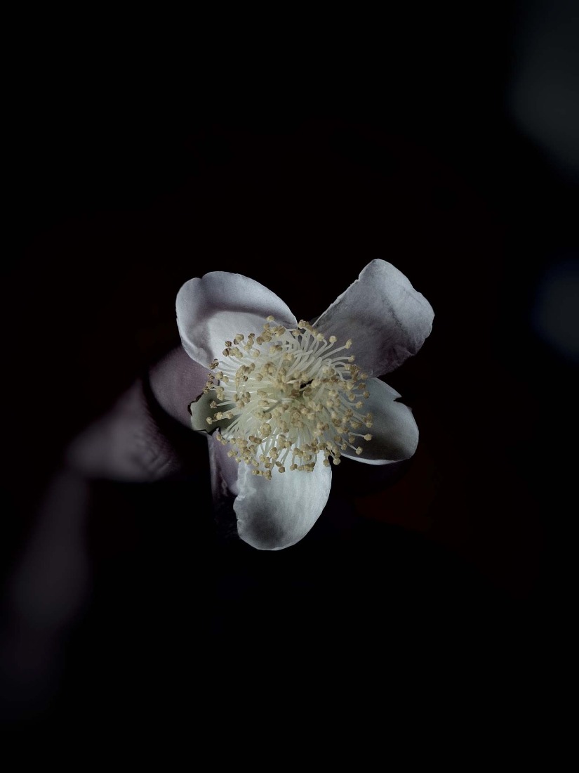 Botanical Silence by Oviul Maruf. Photograph by Oviul Maruf.