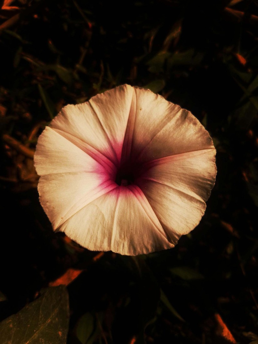 Botanical Silence by Oviul Maruf. Photograph by Oviul Maruf.