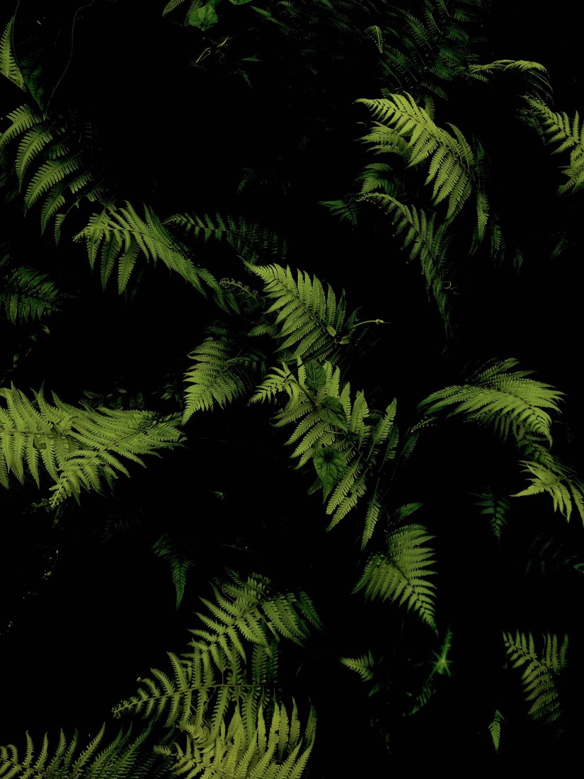 Botanical Silence by Oviul Maruf. Photograph by Oviul Maruf.