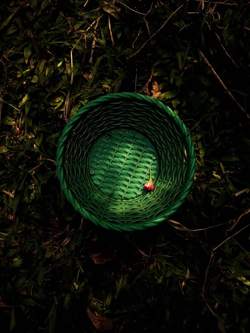 Botanical Silence by Oviul Maruf. Photograph by Oviul Maruf.