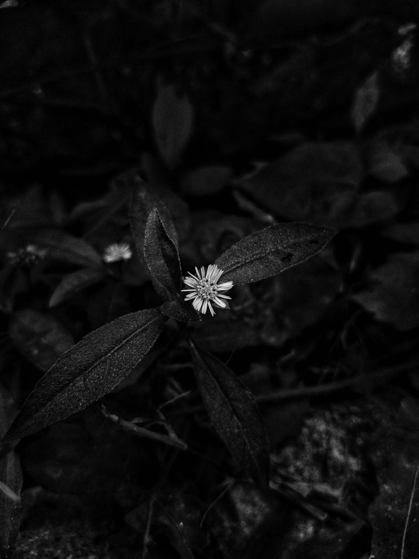 Botanical Silence by Oviul Maruf. Photograph by Oviul Maruf.