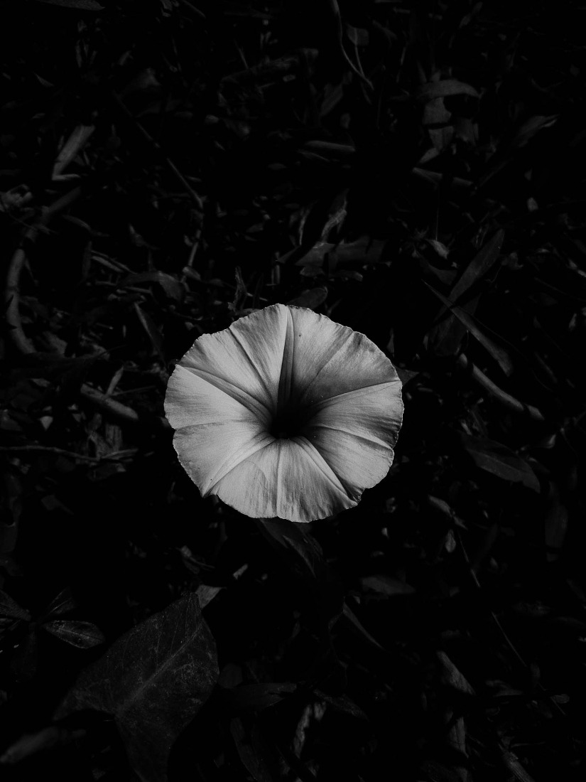 Botanical Silence by Oviul Maruf. Photograph by Oviul Maruf.