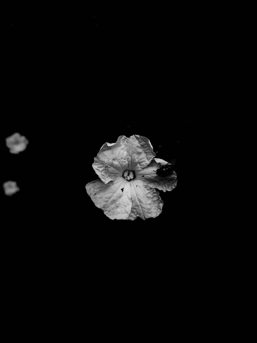 Botanical Silence by Oviul Maruf. Photograph by Oviul Maruf.