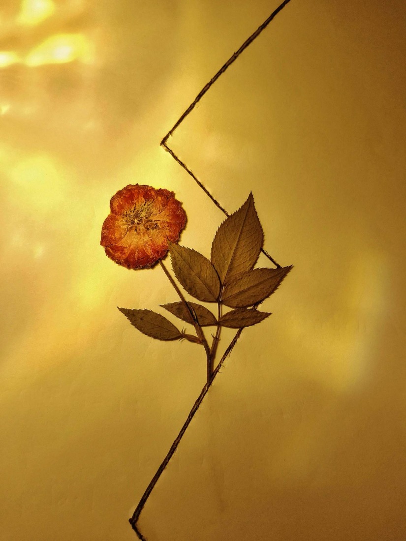 Botanical Silence by Oviul Maruf. Photograph by Oviul Maruf.
