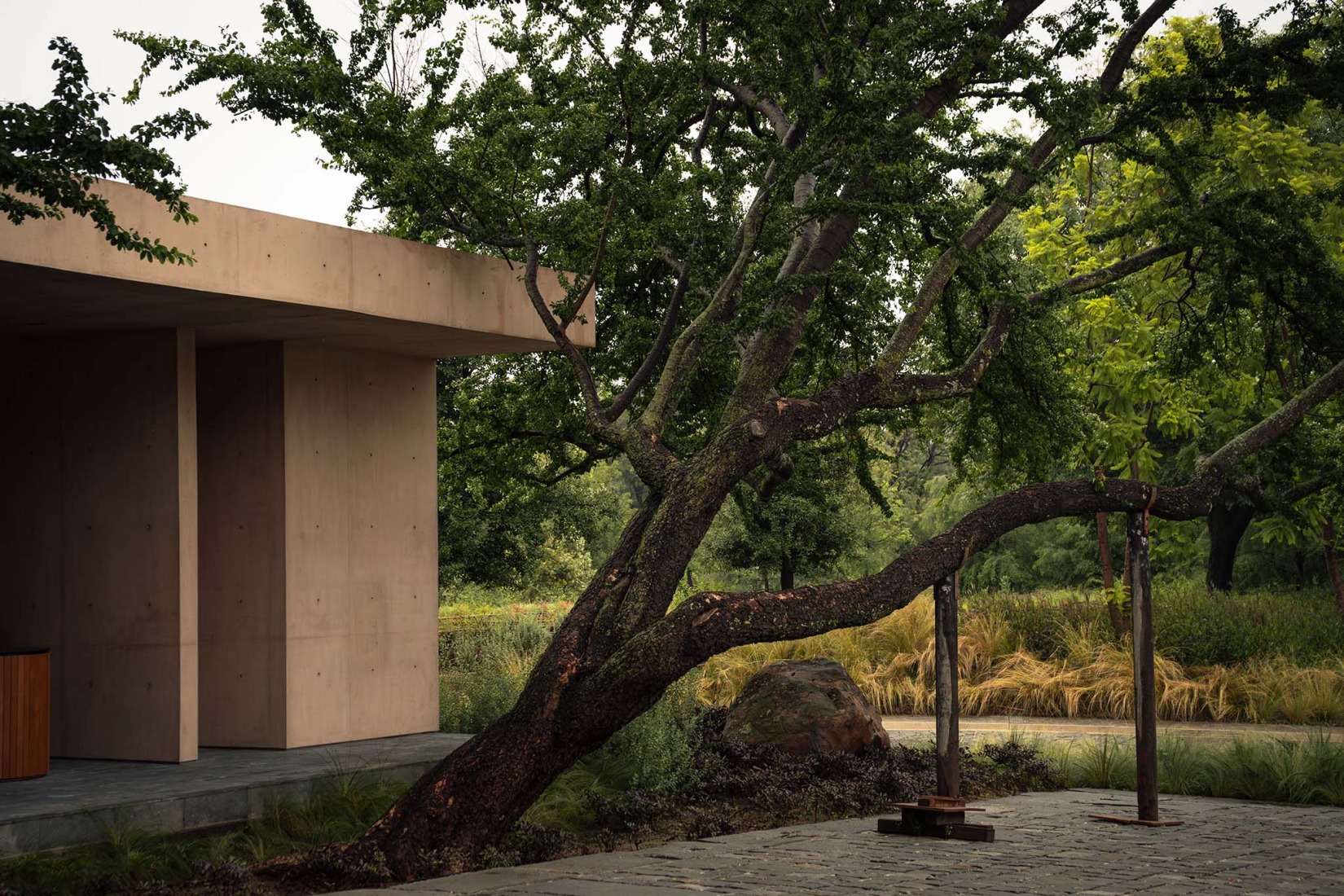 Detail of the preservation of a centuries-old tree. Bosquet by Perimetral + AE Arquitectos. Photograph by Jesús López Cinco.