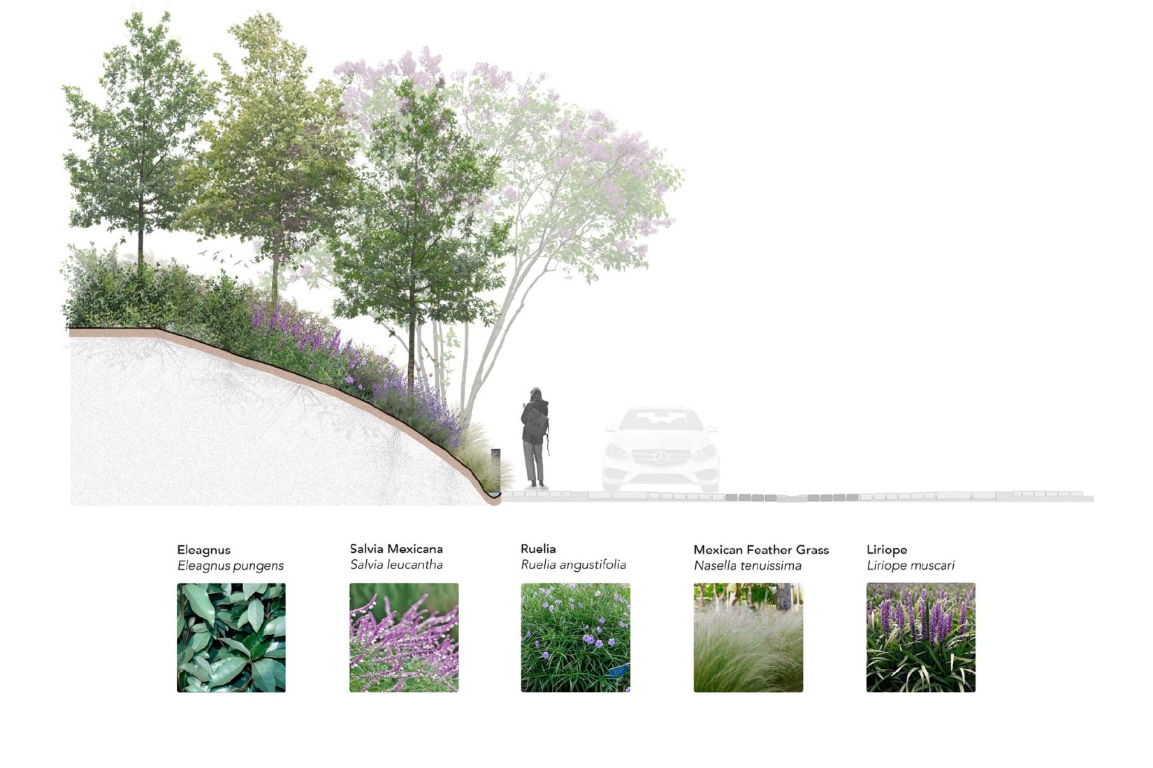 Section. Bosquet by Perimetral + AE Arquitectos.